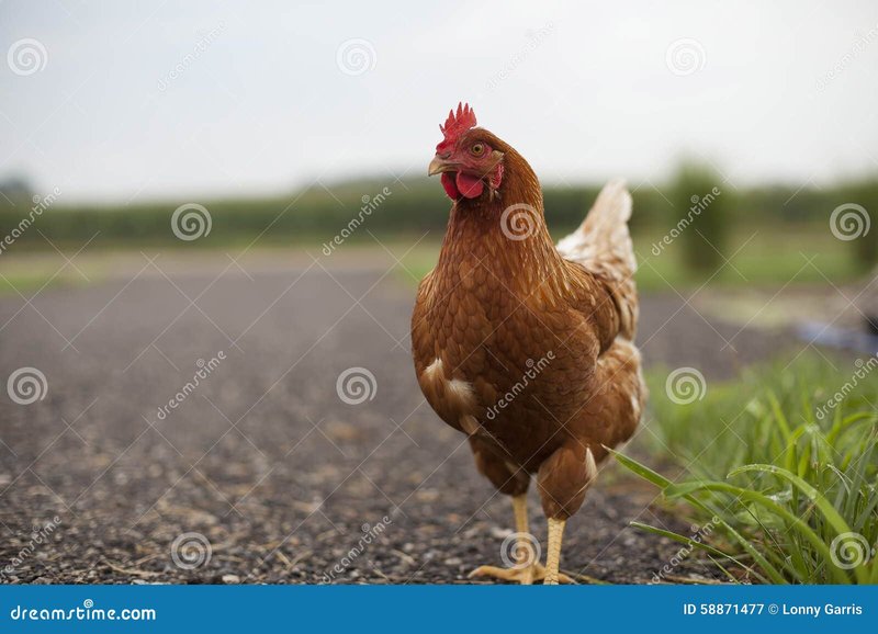 Cel mai bun chicken road romania în Romania